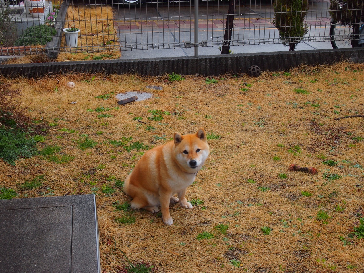 安静的王，当硬仗成为约基奇一个人的游乐园