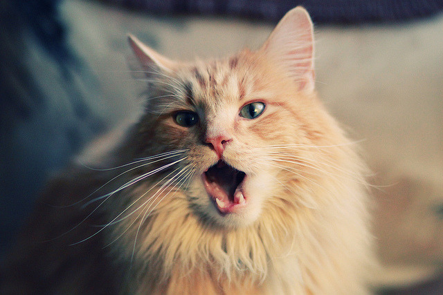 摁下老鹰脖颈的脉搏,文班亚马如何用节奏武器导演国王完胜