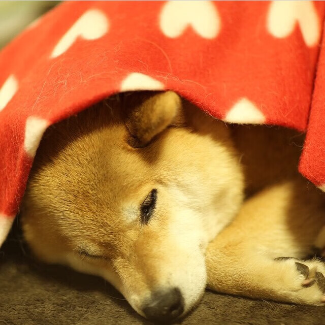 西亚卡姆全能数据引爆凤凰城，布克1.7秒绝杀终结掘金三连胜