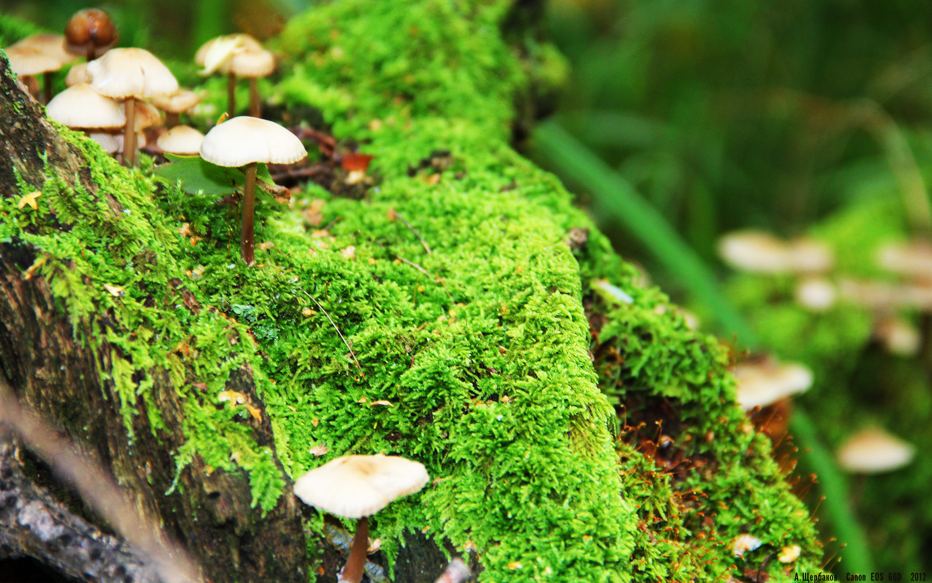 开云体育登录-巴尔韦德，当贝蒂斯需要神祇时，他便是连续降临的闪电