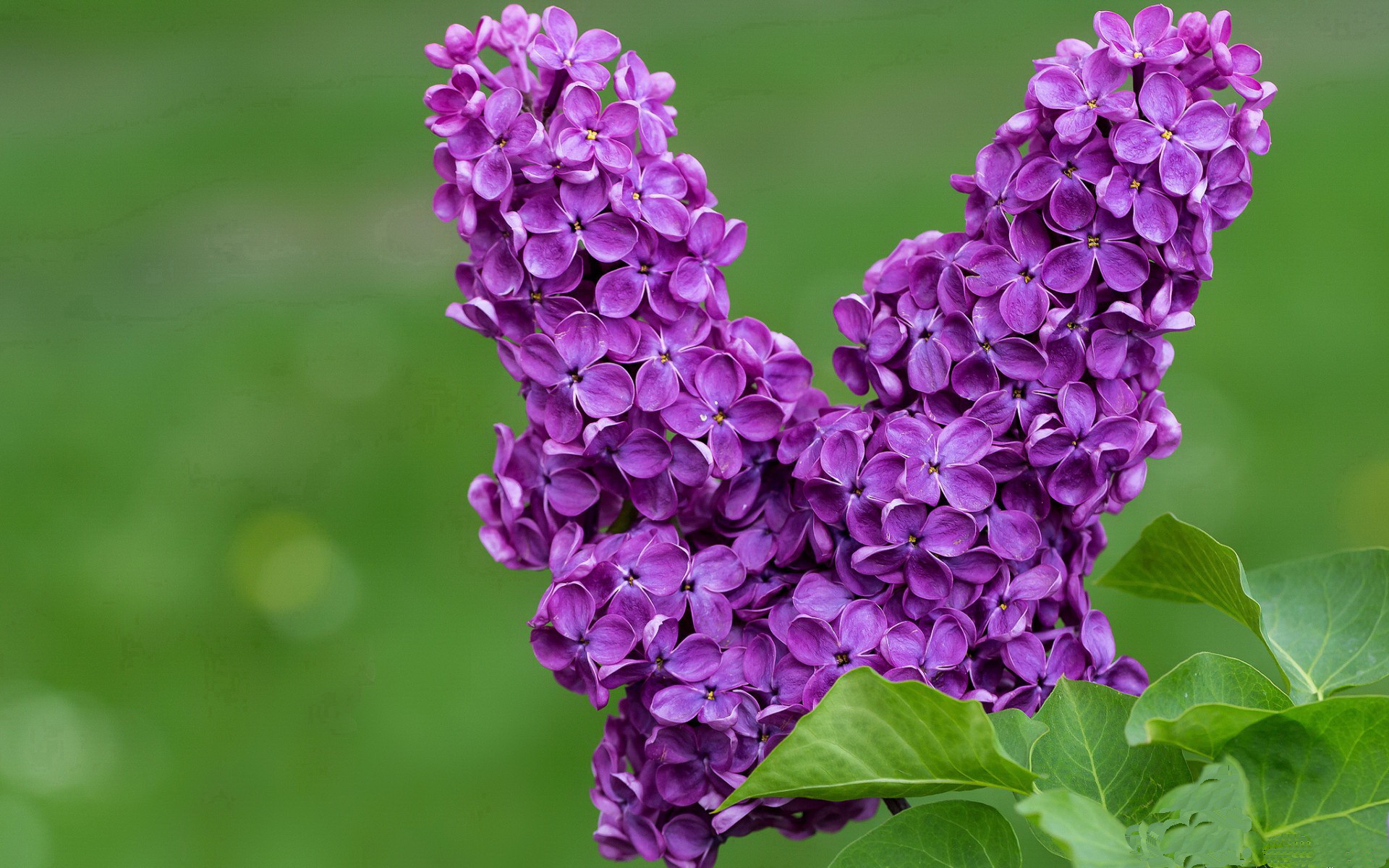 冰与火之歌，奥亚尔萨瓦尔的战术交响，牙买加的意志熔炉